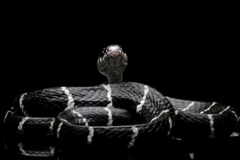 black and white snake dream meaning