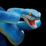Dream About Blue Snakes (Spiritual Meanings & Interpretation)