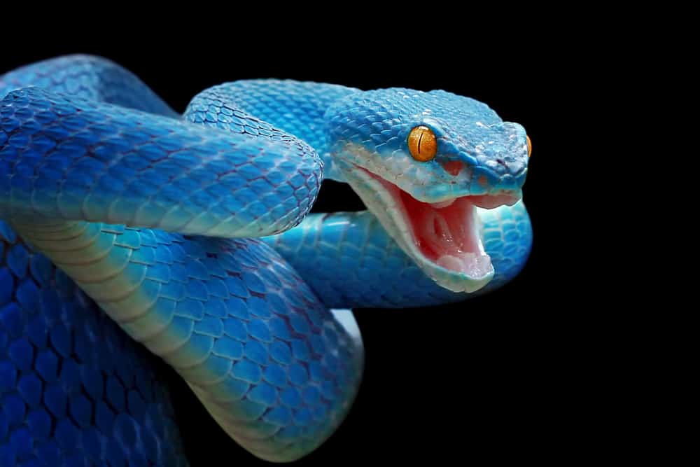 blue snake dream