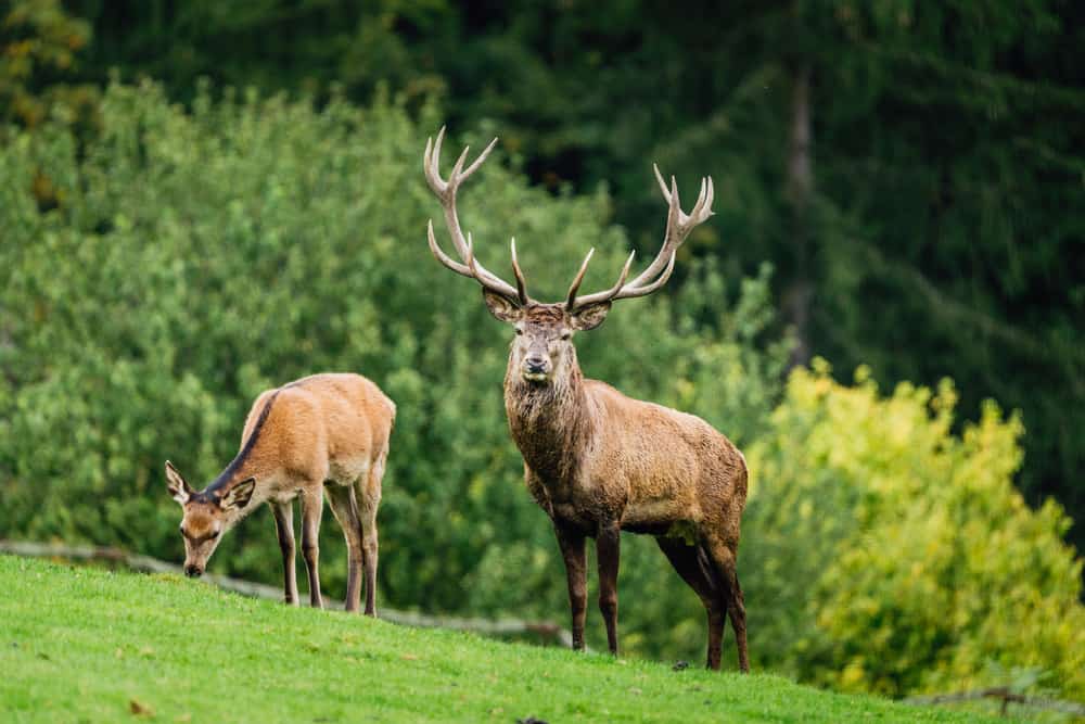 What Does It Mean When a Deer Stares At You? (Spiritual Meanings & Interpretation)