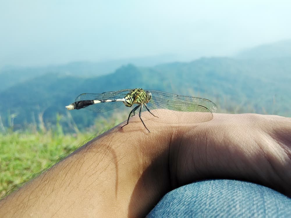 what does it mean when a dragonfly lands on you