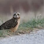 What Does It Mean When An Owl Crosses Your Path? (Spiritual Meanings & Interpretation)