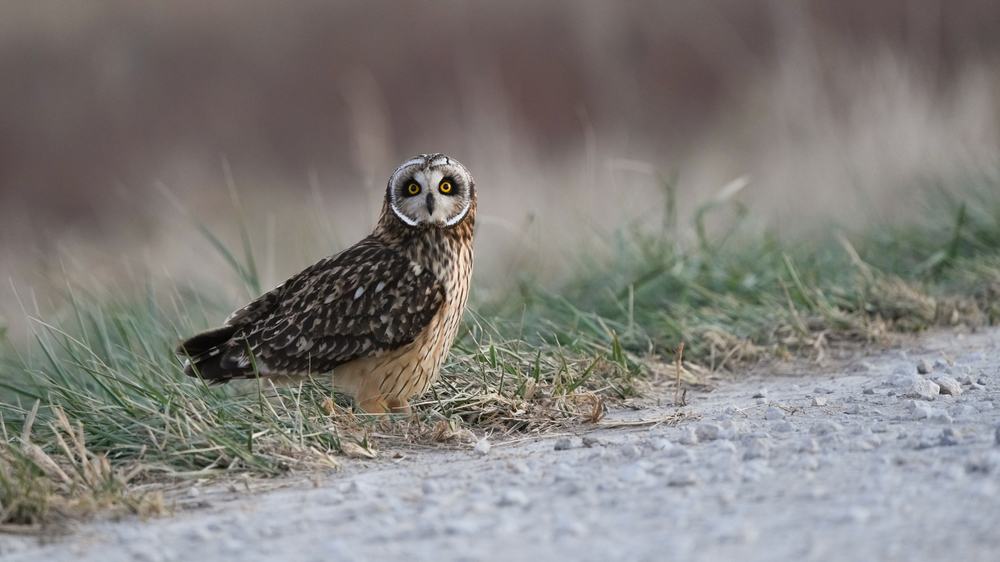 what does it mean when an owl crosses your path