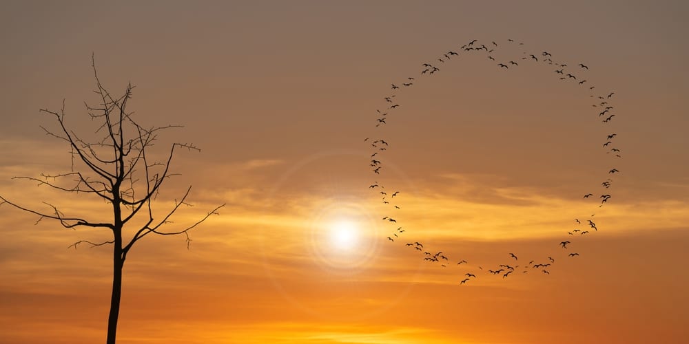 What Does It Mean When Birds Fly In A Circle? (Spiritual Meanings & Interpretation)