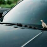 What Does It Mean When Birds Fly In Front Of Your Car While Driving? (5 Spiritual Meanings)