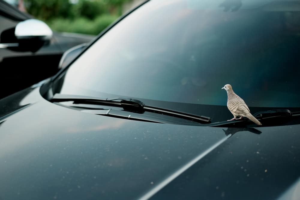 what does it mean when birds fly in front of your car while driving