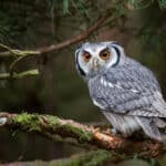What Does It Mean When You Hear An Owl? (Spiritual Meanings & Interpretation)