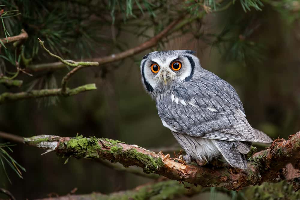 what does it mean when you hear an owl