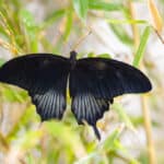 What Does It Mean When You See A Black Butterfly? (Spiritual Meanings & Interpretation)