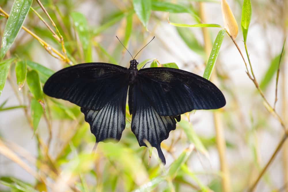 what-does-it-mean-when-you-see-a-black-butterfly