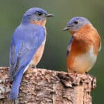 What Does It Mean When You See A Bluebird? (Spiritual Meanings & Interpretation)