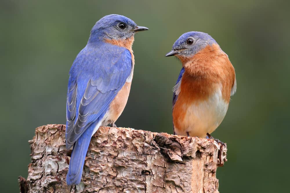 What Does It Mean When You See A Bluebird? (Spiritual Meanings & Interpretation)