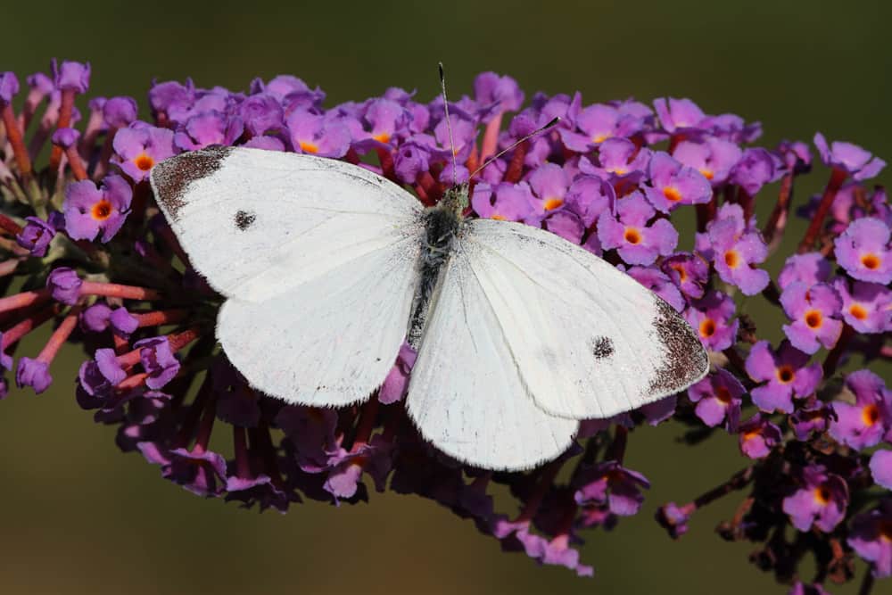 what does it mean when you see a white butterfly