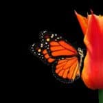 What Does It Mean When You See An Orange Butterfly? (4 Spiritual Meanings)