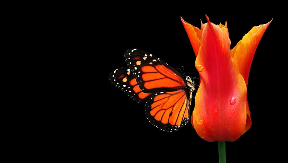 What Does It Mean When You See An Orange Butterfly? (4 Spiritual Meanings)