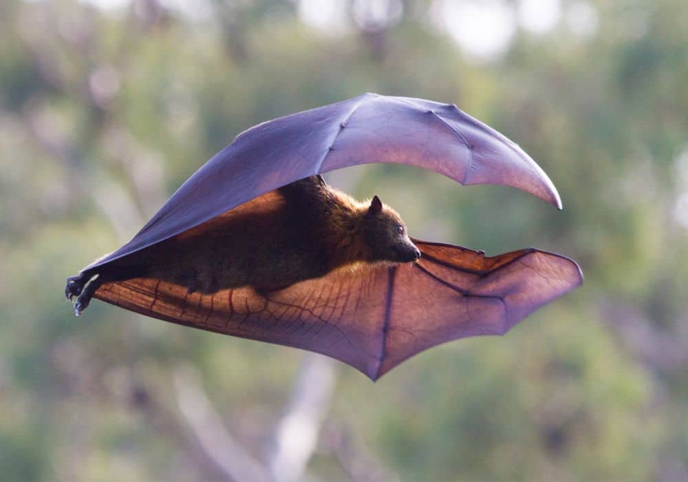 15 Common Types of Bat Dreams & Their Meanings