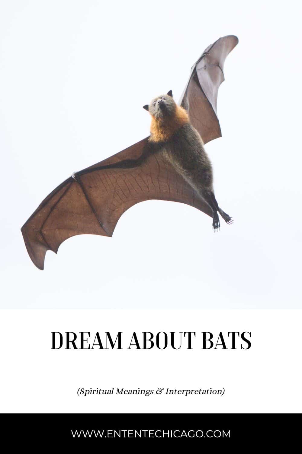 Dream About Bats (Spiritual Meanings & Interpretation)