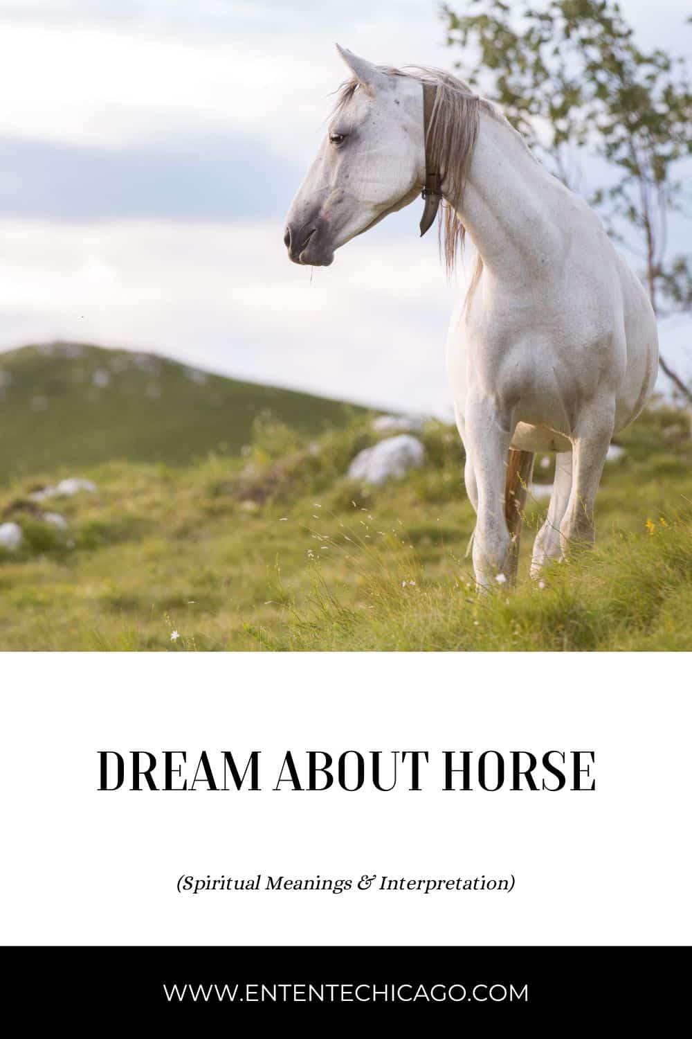 Dream About Horse (Spiritual Meanings & Interpretation)