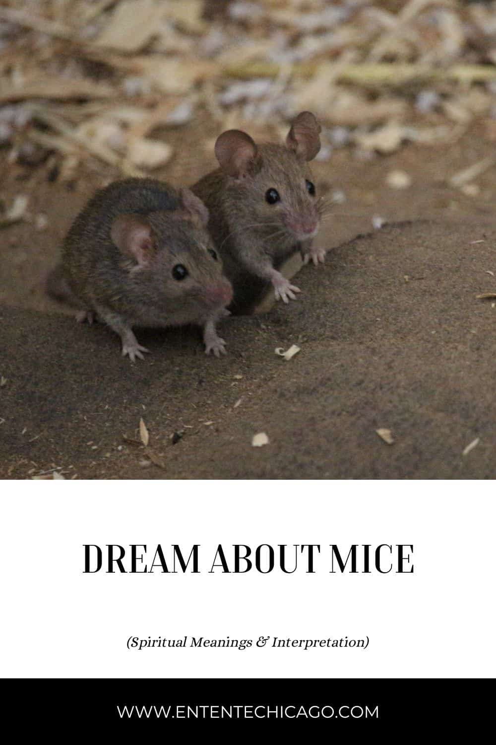 Dream About Mice (Spiritual Meanings & Interpretation)