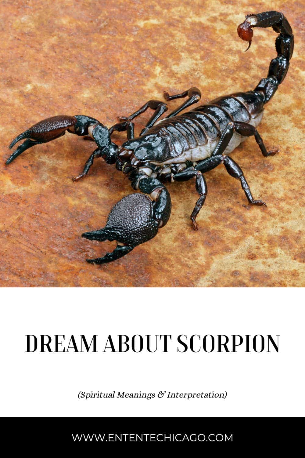 Dream About Scorpion (Spiritual Meanings & Interpretation)