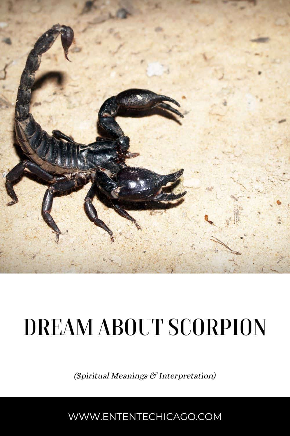 Dreams Of Scorpions