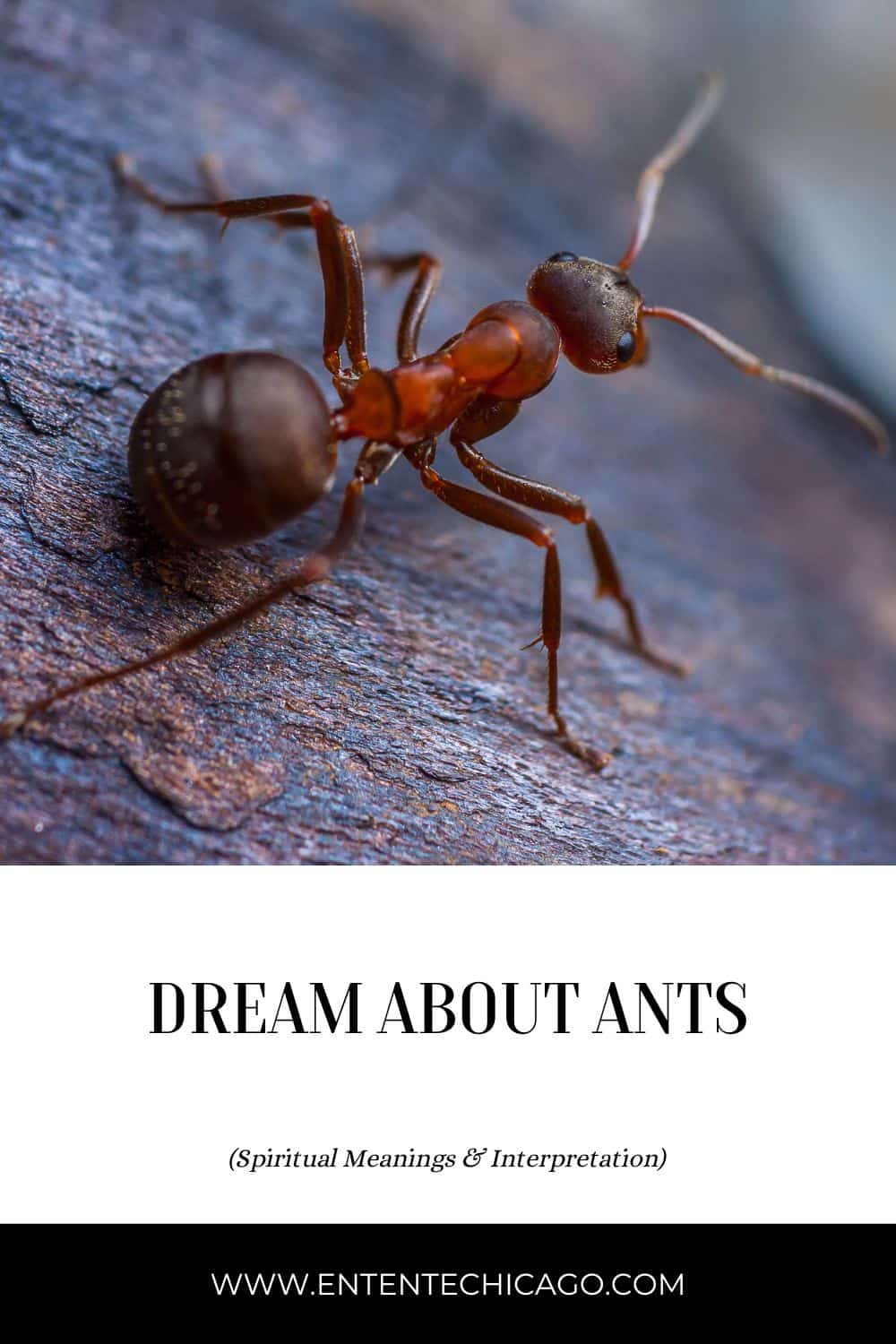 General Meaning of Ants in Dreams