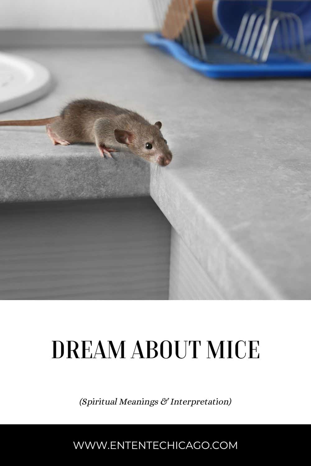 Meanings of Dreaming About Mice