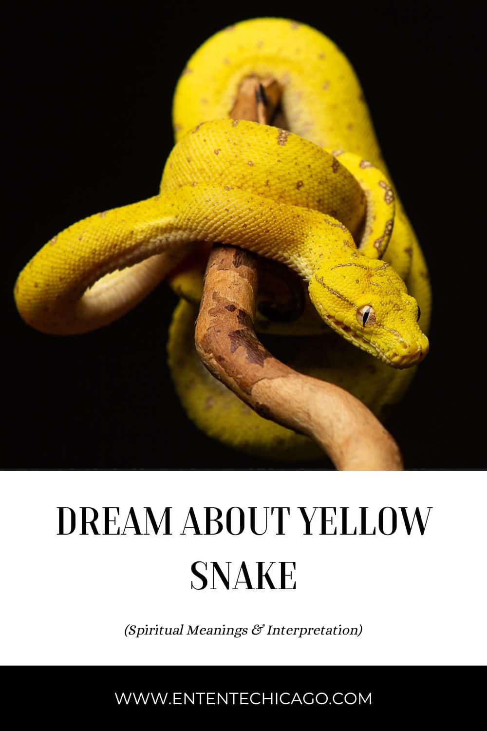 Spiritual Meaning of Snakes in Our Dreams