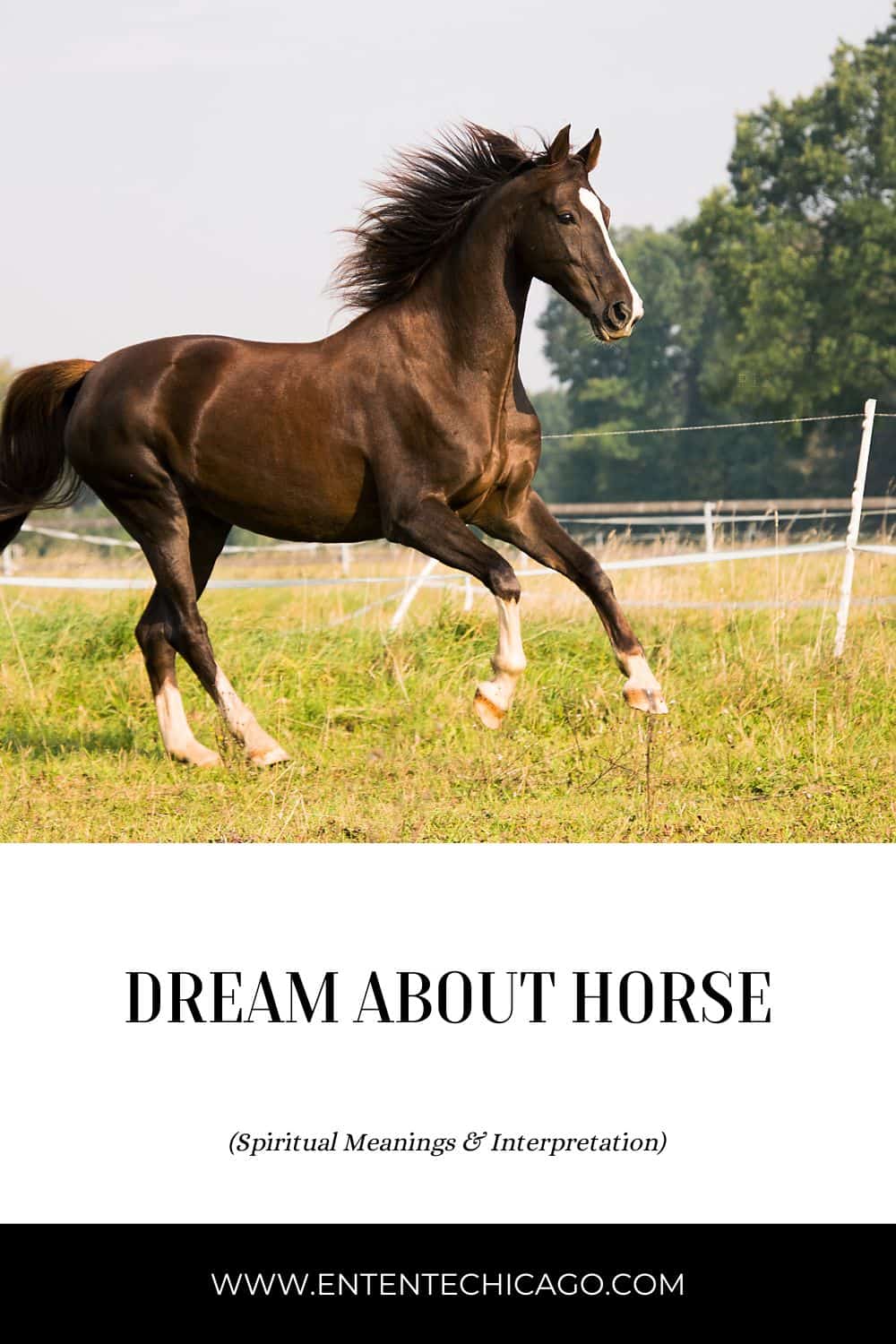The Horse Dream Meaning: 11 Different Messages for You