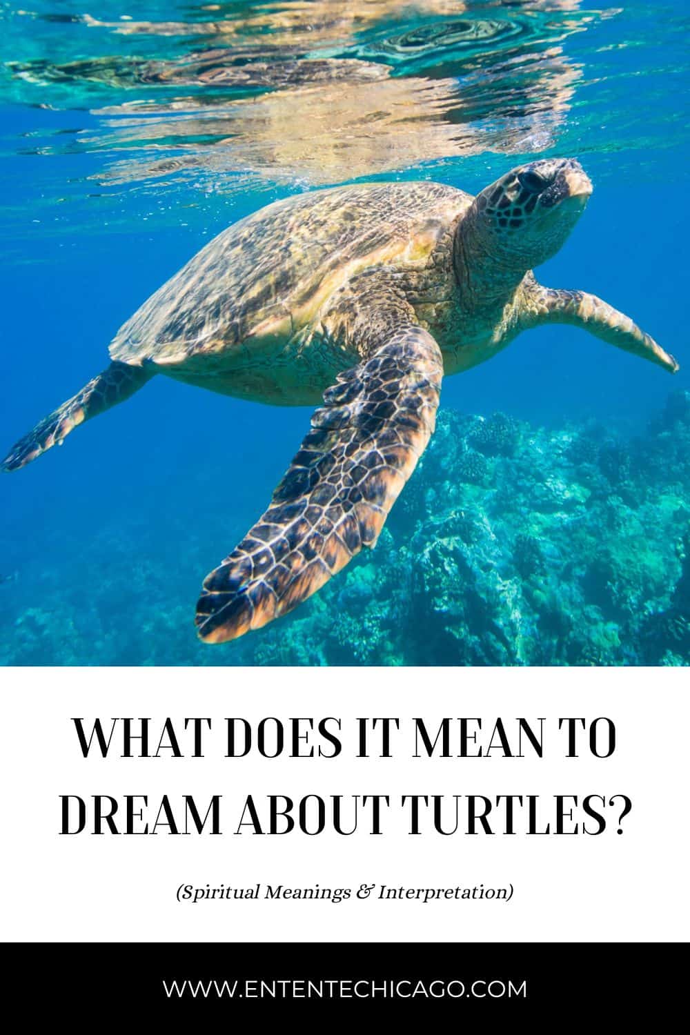 The Spiritual Meaning of Turtles in Dreams