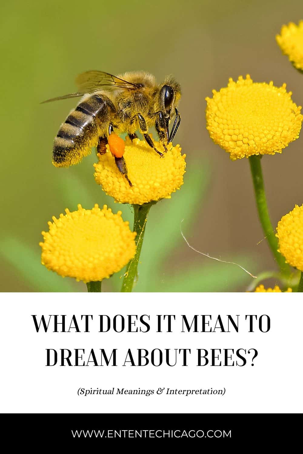 What Is the Spiritual Meaning of Bees in Our Dreams