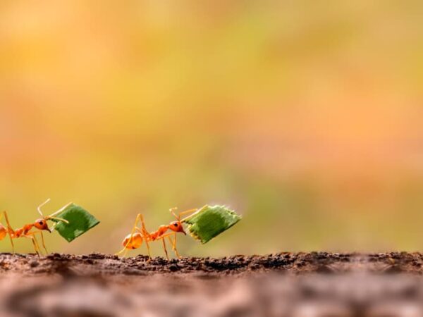 Dream About Ants (Spiritual Meanings & Interpretation)