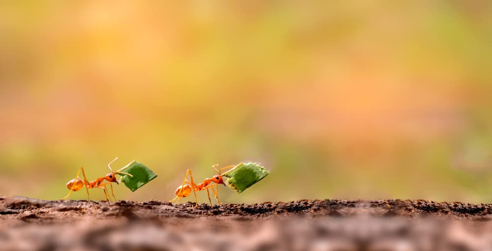 Dream About Ants (Spiritual Meanings & Interpretation)