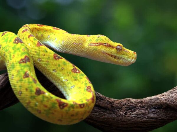 Dream About Yellow Snake (Spiritual Meanings & Interpretation)