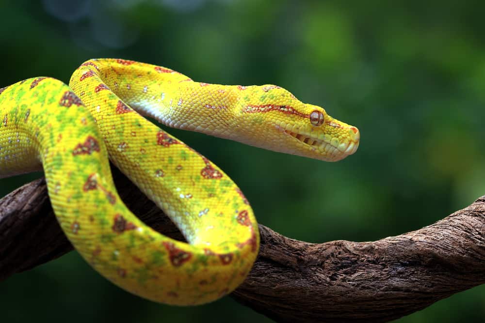 dream about yellow snake