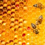 What Does It Mean To Dream About Bees? (Spiritual Meanings & Interpretation)