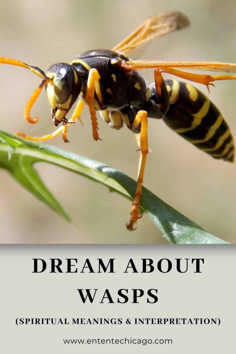 12 Meanings of Dreaming about Wasps