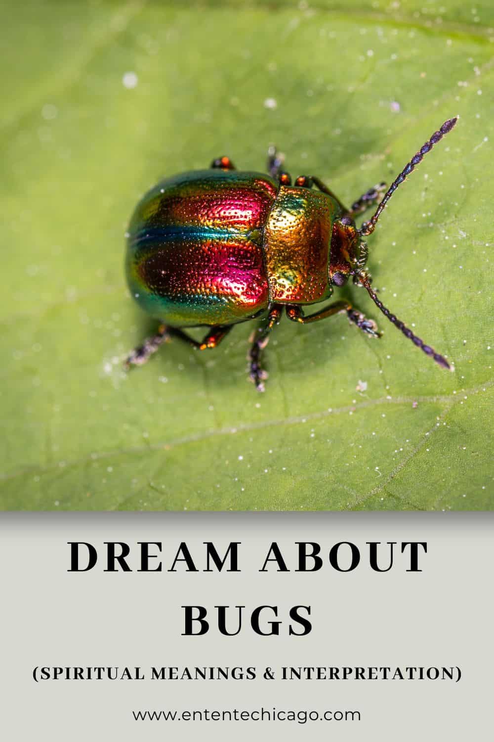 12 meanings of bug dreams