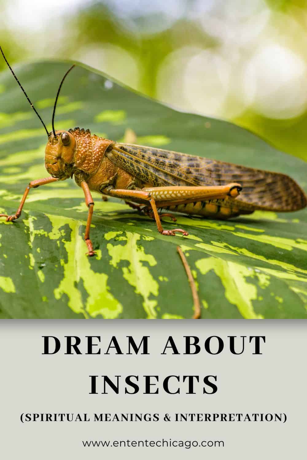 12 meanings to insects in your dreams