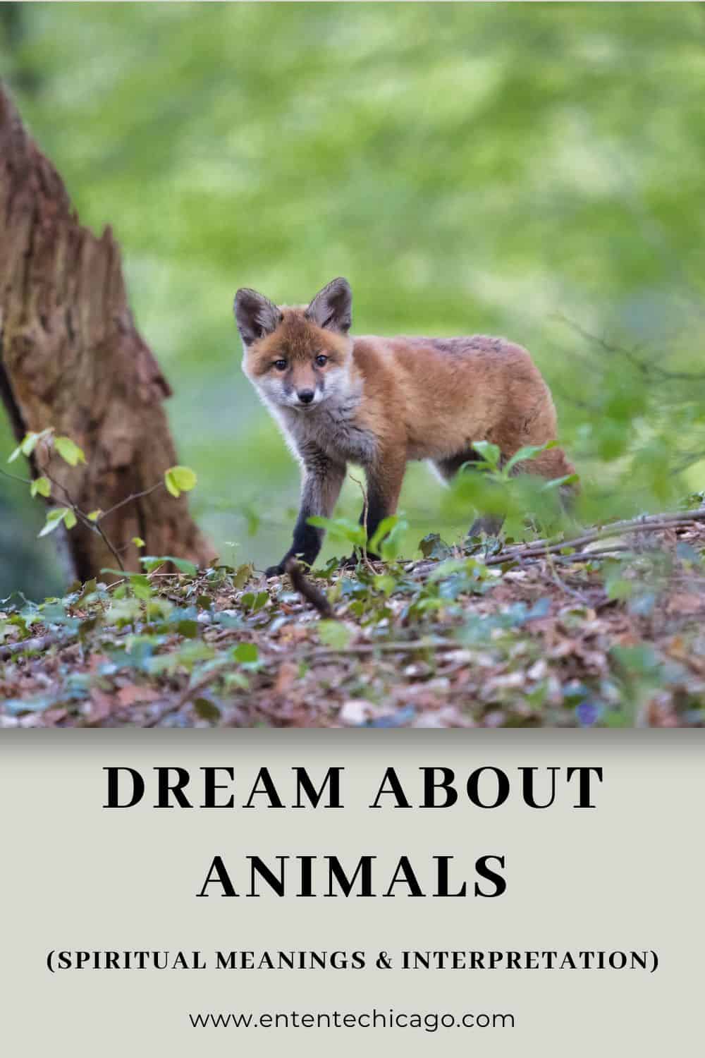 18 meanings to dream about animals