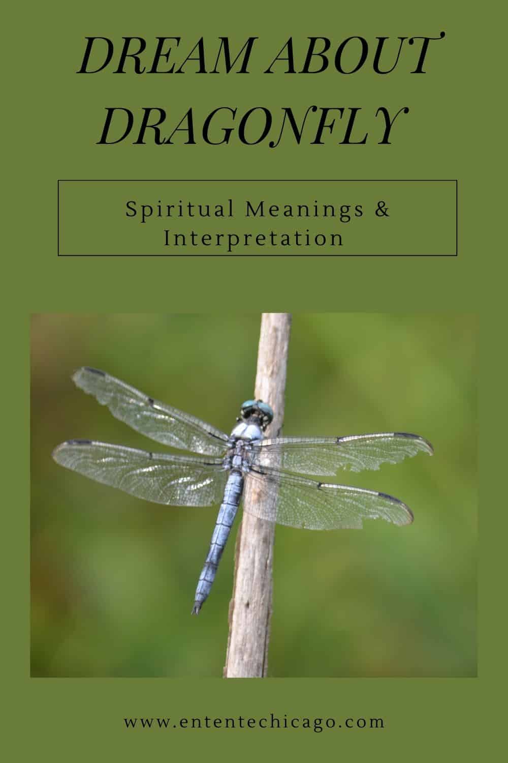 3 Spiritual Meanings of Dragonfly Animal Totem  