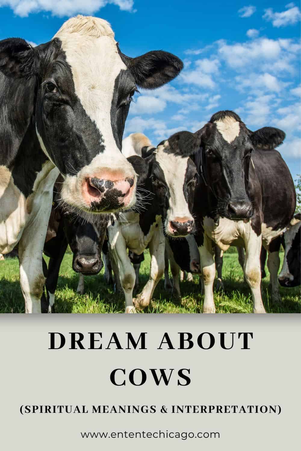 Cows in your Dreams