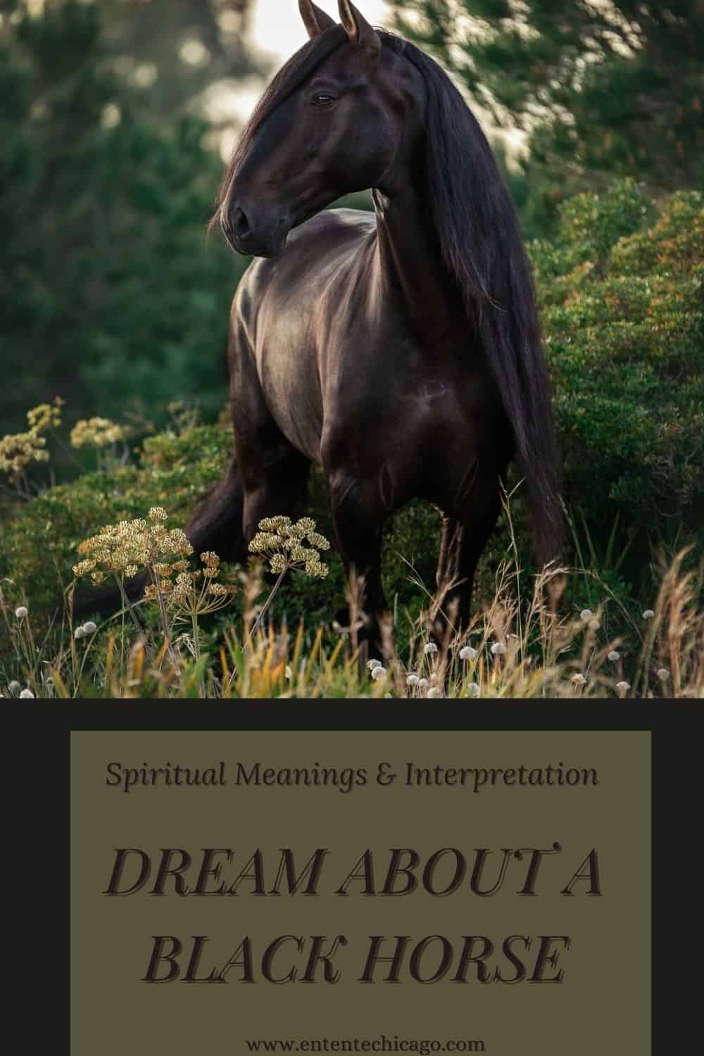 Dream About A Black Horse (Spiritual Meanings & Interpretation)
