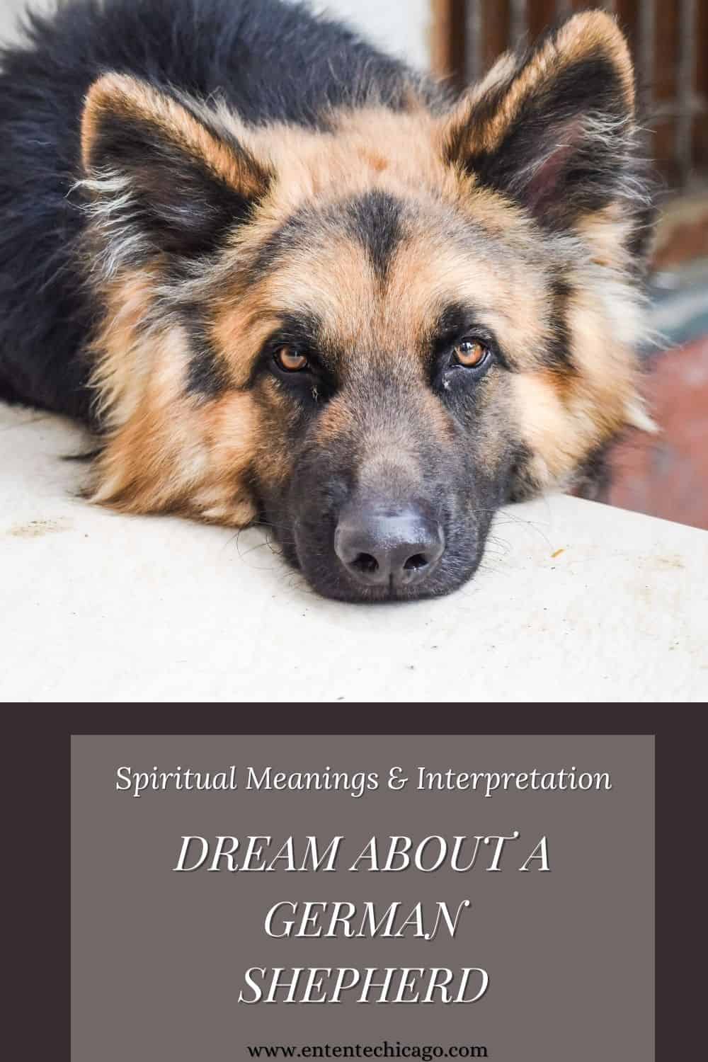Dream About A German Shepherd (Spiritual Meanings & Interpretation)