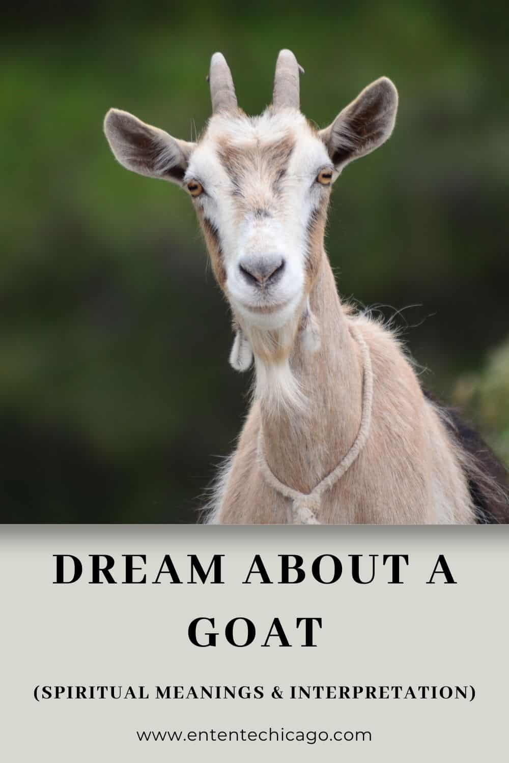 Dream About A Goat (Spiritual Meanings & Interpretation)