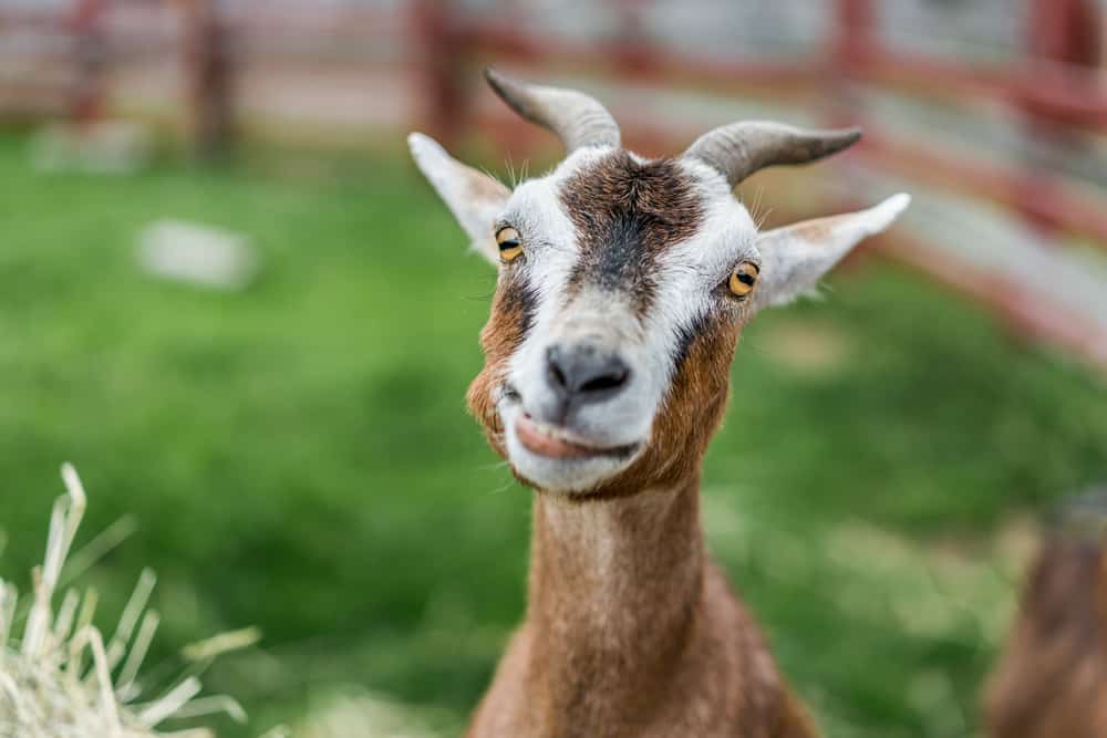 Dream About A Goat (Spiritual Meanings & Interpretation)