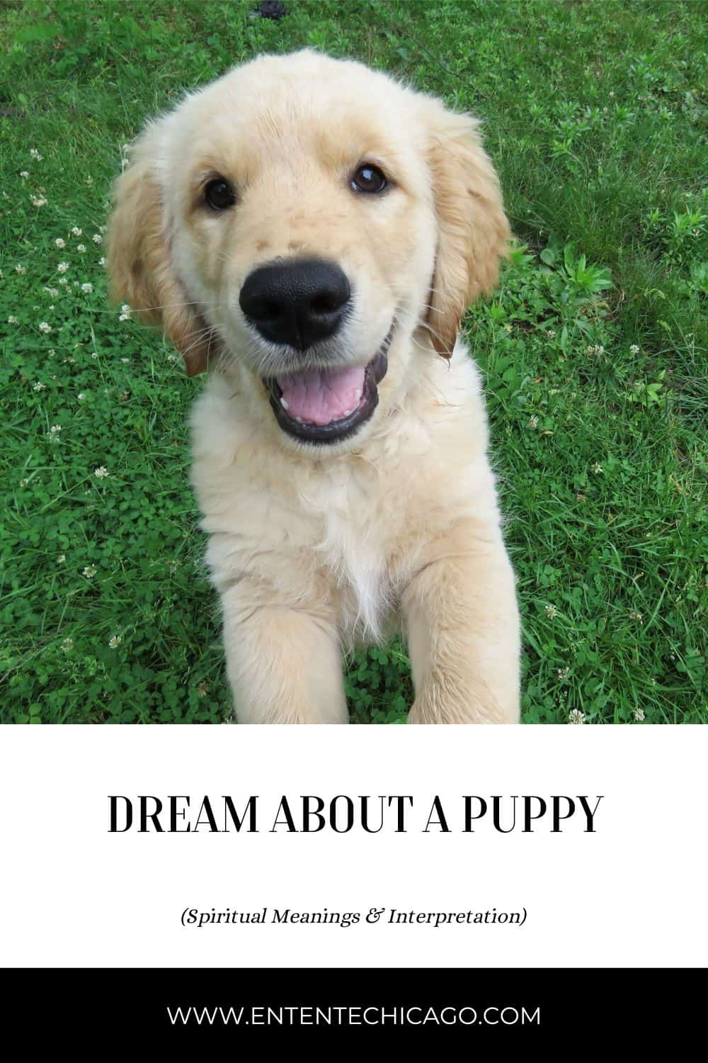 Dream About A Puppy (Spiritual Meanings & Interpretation)