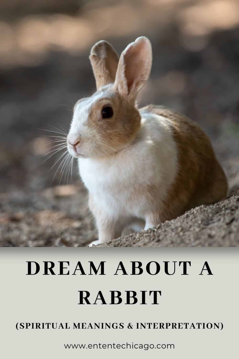 Dream About A Rabbit (Spiritual Meanings & Interpretation)