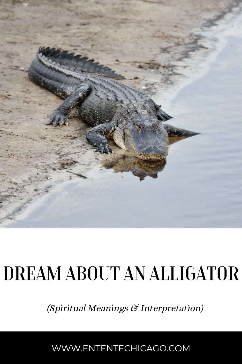 Dream About An Alligator (Spiritual Meanings & Interpretation)
