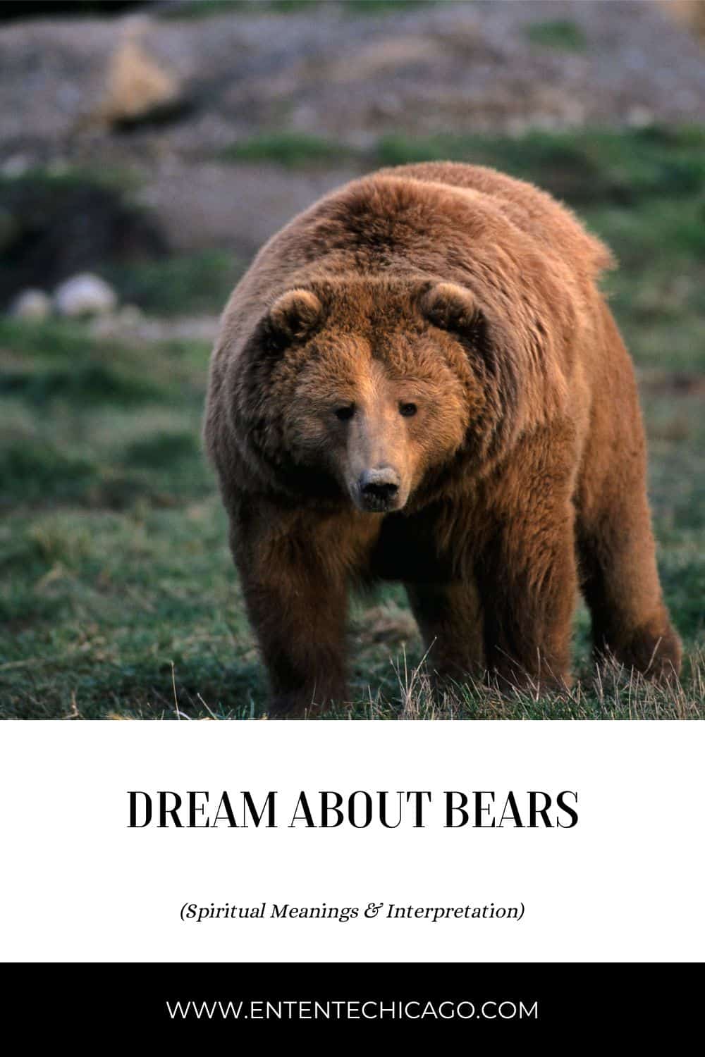 Dream About Bears (Spiritual Meanings & Interpretation)